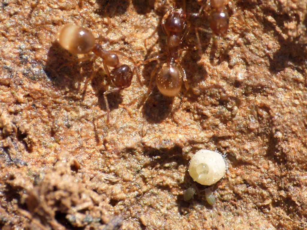Ospiti delle formiche Aphaenogaster subterranea - Tolfa (RM)